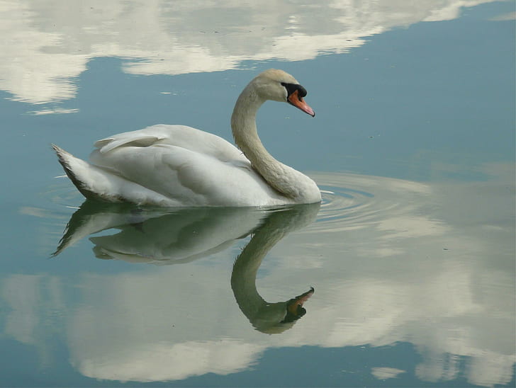 Swan Reflection, biały łabędź, odbicie, woda, jezioro, ptak, łabędź, zwierzęta, Tapety HD