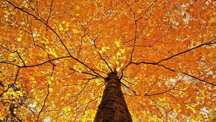 klon, niski kąt fotografia kwitnącego drzewa pomarańczy, natura, drzewa, liście, gałąź, jesień, liście klonu, żółty, widok robaka, Tapety HD