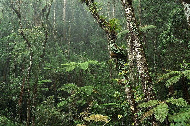 アマゾン...、太い、森、ジャングル、熱帯雨林、アマゾン、密、3D、抽象、 HDデスクトップの壁紙