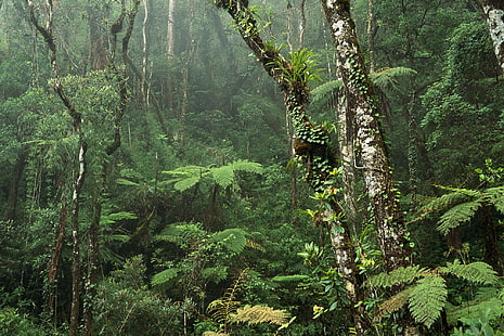 Amazon ..., denso, foresta, giungla, foresta pluviale, amazon, denso, 3d e astratto, Sfondo HD HD wallpaper