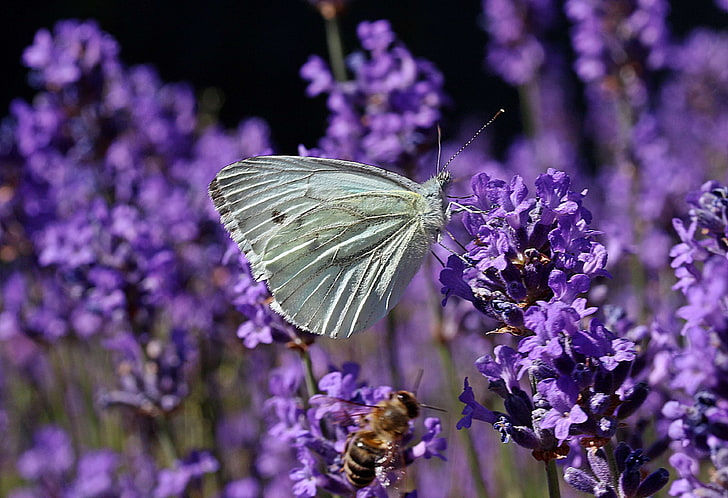 butterflies, butterfly, collect nectar, fragrance, insect, lavandula vera, lavender, medicinal plant, narrow leaved lavender, nectar search, pieris rapae, scented plant, schwebfliege in anflug, small cabbage, HD wallpaper