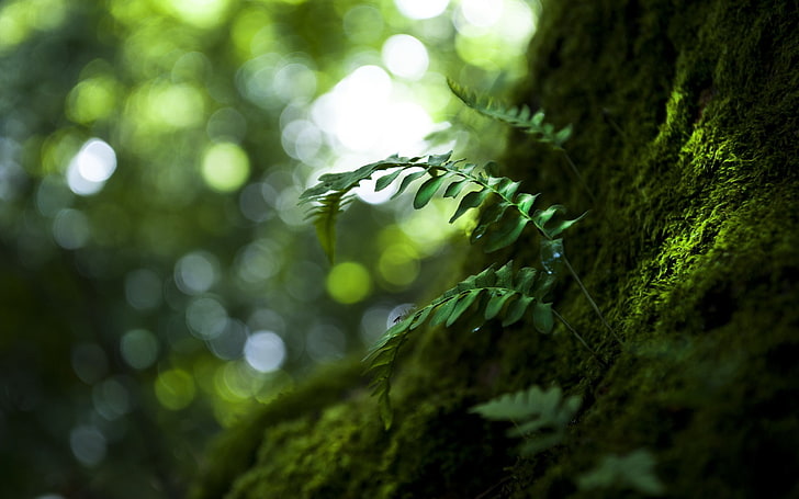 зеленые лиственные растения, листья, размытые, глубина резкости, макро, фотография, солнечный свет, боке, HD обои
