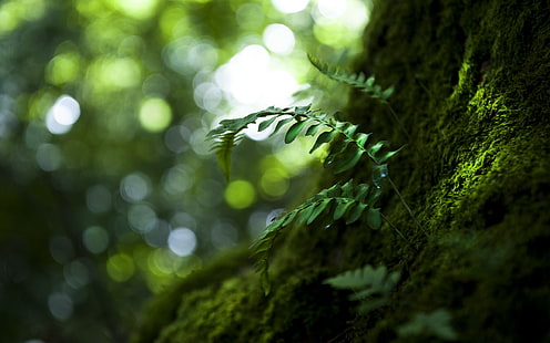 grönbladig växt, löv, suddig, skärpedjup, makro, fotografi, solljus, bokeh, HD tapet HD wallpaper