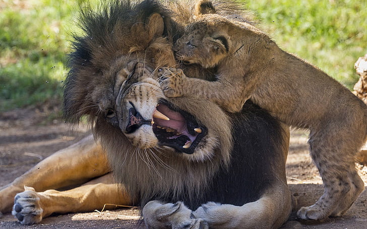 Lion Cub HD, tygrys i lew, zwierzęta, lew, młode, Tapety HD