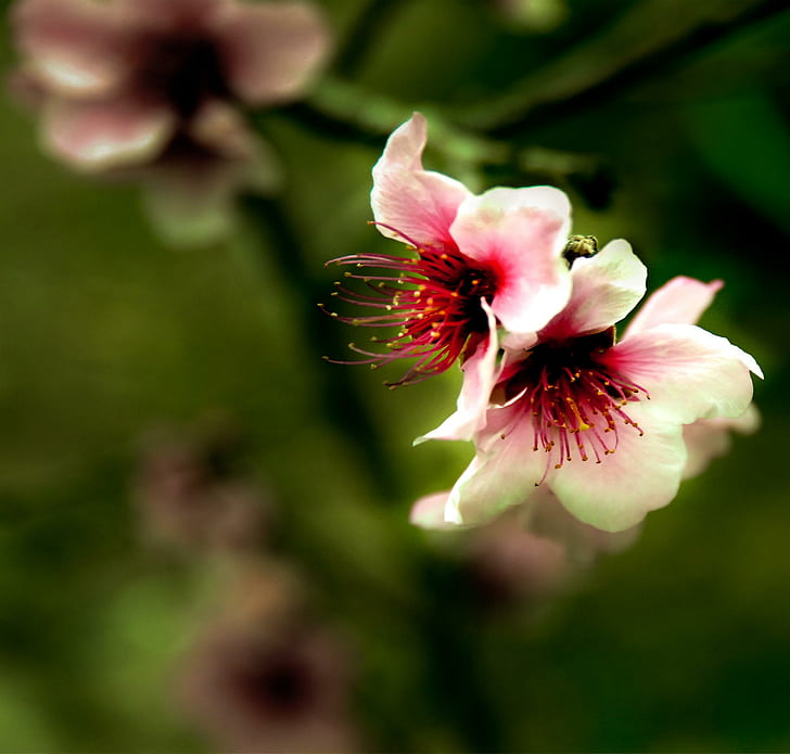 Pink Peach Pod 1, весна, дерево, персик, цветет, природа и пейзажи, HD обои