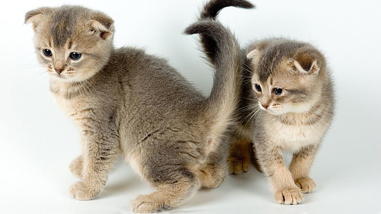 İki yavru kedi, sevimli evcil hayvan, İki yavru kedi, Sevimli evcil hayvan,, HD masaüstü duvar kağıdı HD wallpaper