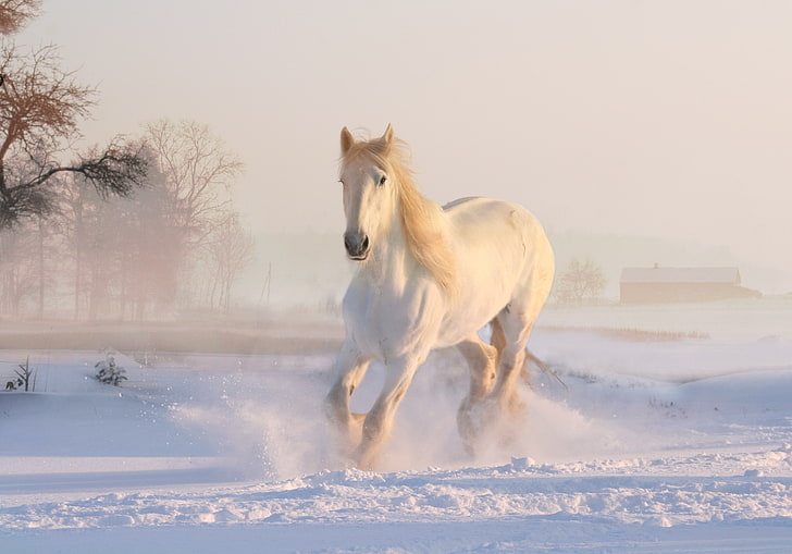 4K, Бегущий конь, Снег, Зима, Белый конь, HD обои