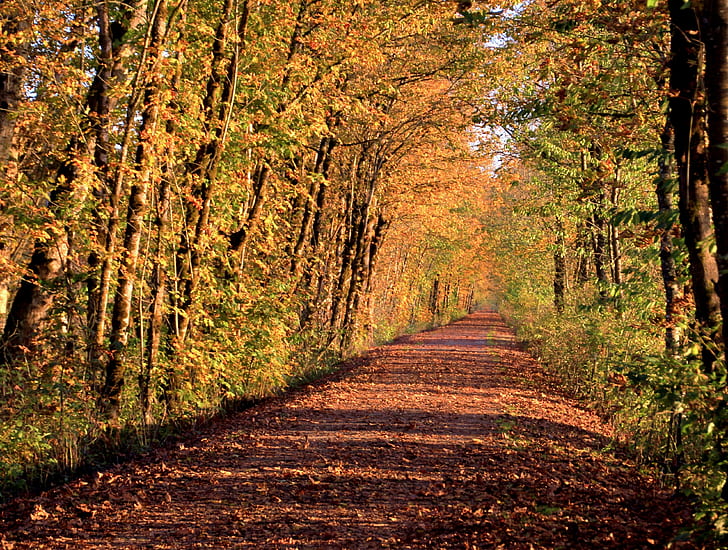 木々、秋、自然、木、森、葉、黄色、屋外、道路、季節、歩道、森林、風景、田園風景、風景、赤、自然の美しさ、金色、単一車線道路の間の道路上の茶色の乾燥した葉、オレンジ色、緑色、10月、人なし、マルチカラー、 HDデスクトップの壁紙