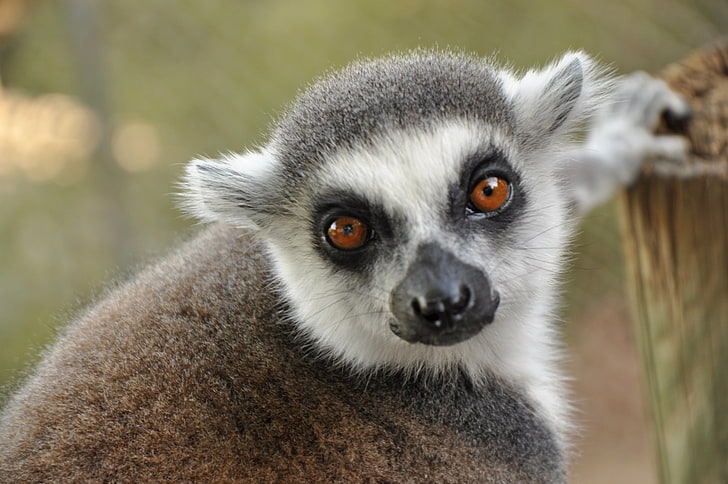 brown, black, and white raccoon, lemur, muzzle, eyes, HD wallpaper