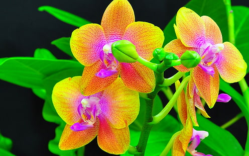 Orchidee zbliżenie, płatki kwiatów pomarańczowy i czerwony, orchidee, pomarańczowy, czerwony, kwiat, płatki, Tapety HD HD wallpaper