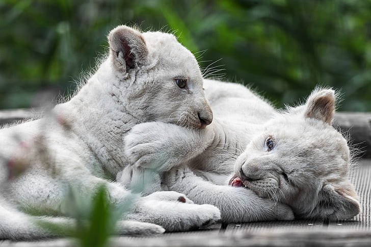 Koty, lew, małe zwierzątko, duży kot, młode, biały lew, przyroda, Tapety HD