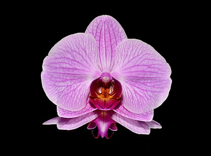 Дизайн орхидеи, Aero, Черный, Темный, Цветок, Розовый, Дизайн, Задний план, Контраст, Макрос, Орхидея, Композиции, Отражение, Подарок, HD обои HD wallpaper