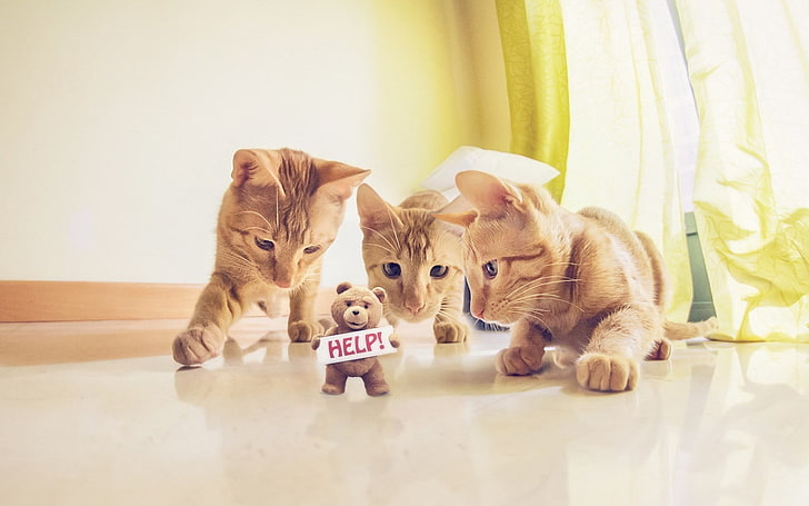 três gatinhos laranja de pêlo curto, gato, humor, felino, HD papel de parede