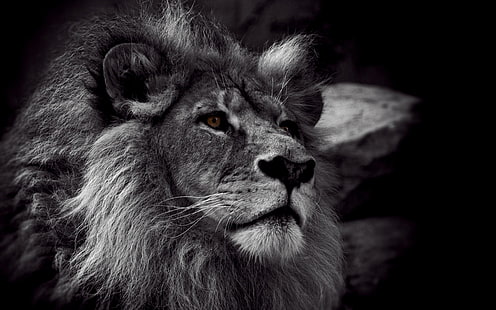 Foto en escala de grises de león, león, monocromo, animales, Fondo de pantalla HD HD wallpaper