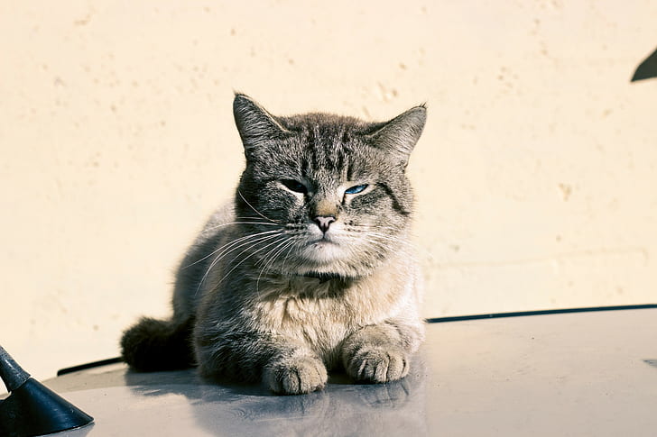 gato, Rússia, HD papel de parede