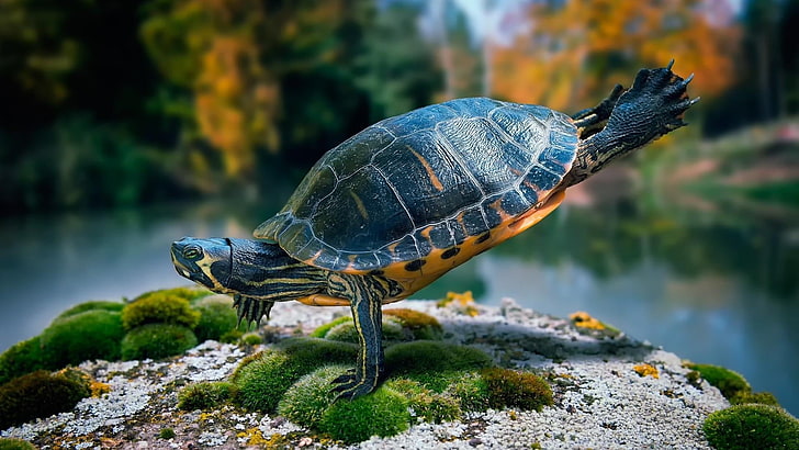 motion, turtle, moss, tortoise, funny, handstand, HD wallpaper