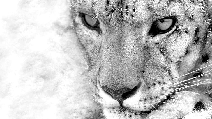 Leopardo, Animali, Occhi, Protagonisti, Fotografia, Bianco e nero, leopardo, animali, occhi, con protagonista, fotografia, bianco e nero, Sfondo HD