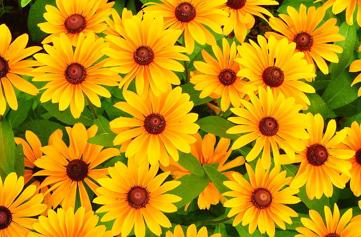 yellow flowers, rudbeckia, flowers, bright, yellow, HD wallpaper