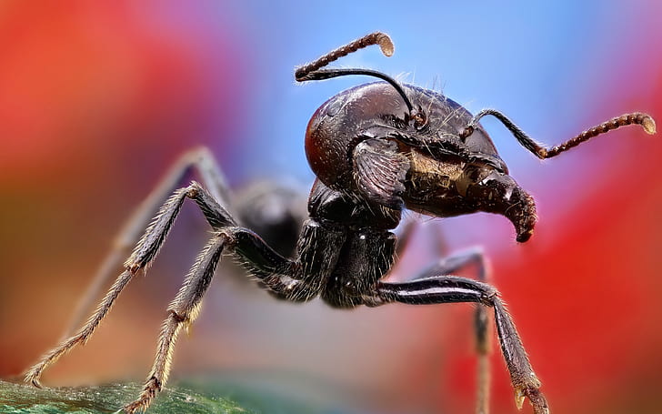 Formica da vicino, formica nera, formica, Sfondo HD