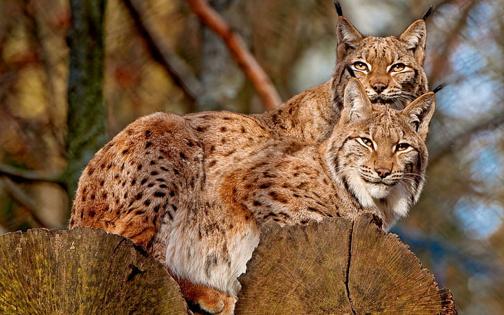 Feline Love, two lynx animals, feline, wild, animal, love, animals, HD wallpaper