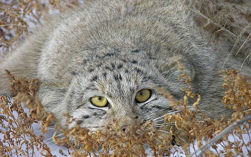 gato gris, manul, hierba, mentira, esconderse, Fondo de pantalla HD HD wallpaper