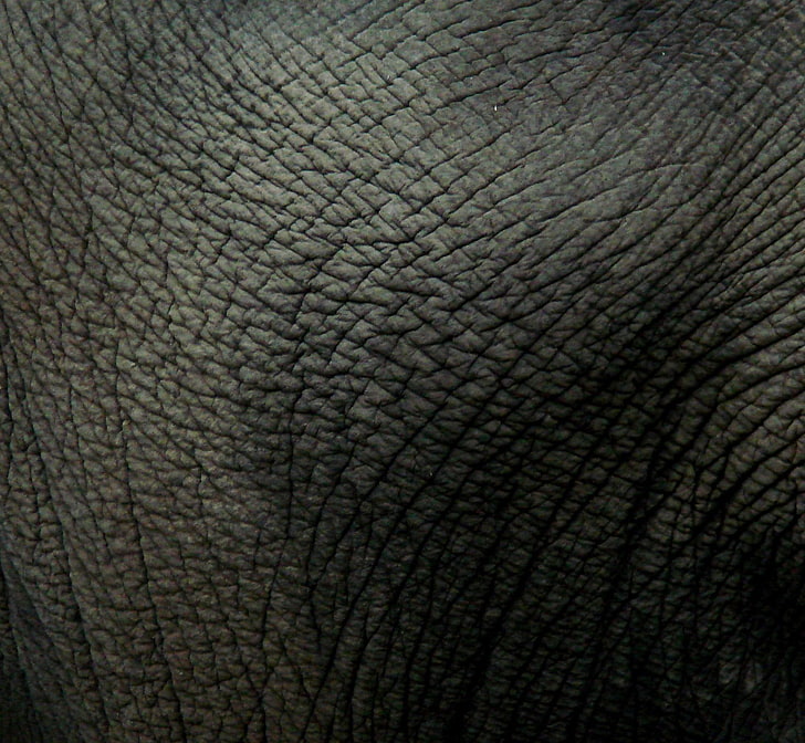 cuero, elefante, animales, Fondo de pantalla HD