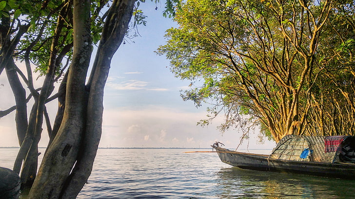 perahu, Bangladesh, rawa, alam, pohon, Wallpaper HD