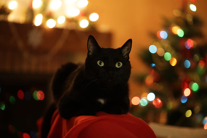Кошки, Кошка, Рождественские огни, Домашнее животное, HD обои