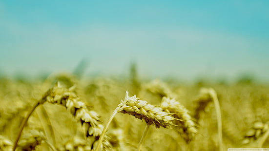 коричневая рисовая пшеница, природа, макро, колоски, HD обои HD wallpaper