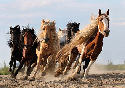 enam kuda, langit, kuda, berlari, kawanan, Wallpaper HD HD wallpaper