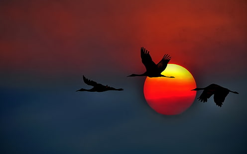 طائر الرافعة تحلق في الغروب ، ثلاثة طيور سوداء ، حيوانات ، طيور ، طيران ، غروب الشمس، خلفية HD HD wallpaper