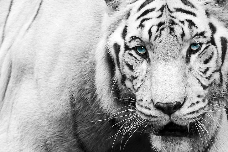 gråskalefotografering av tiger, blick, ansikte, tiger, svartvitt, HD tapet