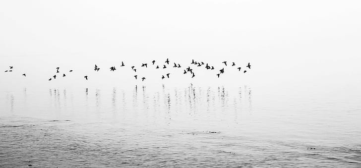 czarne ptaki w akwenie wodnym zdjęcie, czarne ptaki, zbiornik wodny, zdjęcie, plaża, mgła, tęcza, przystań, lato, ptak, natura, stado ptaków, zwierzę, latające, dzika przyroda, grupa zwierząt, duża grupa zwierząt, Tapety HD