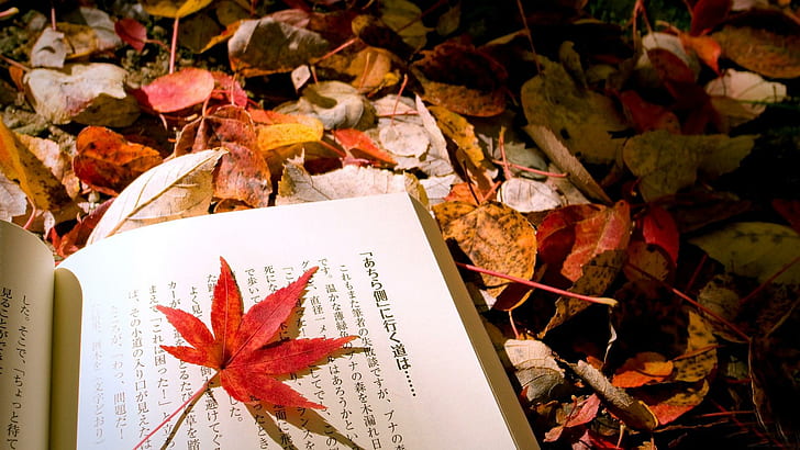Autumn Reading, book, photography, fall, nature, leaf, autumn, 3d and abstract, HD wallpaper