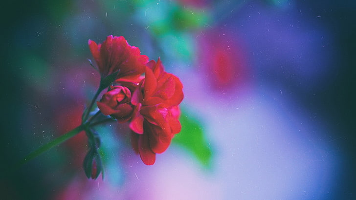 flowers, macro, blurred, red flowers, plants, depth of field, HD wallpaper