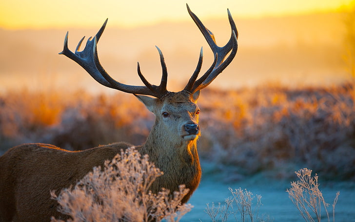 brown deer, deer, branches, sunlight, horns, snout, HD wallpaper