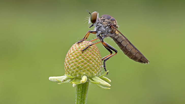 selective photography or Roverfly on green petaled flower, robber fly, robber fly, robber fly, selective, photography, green, flower, insect, macro, robberfly, close-up, nature, animal, dragonfly, wildlife, animal Wing, HD wallpaper