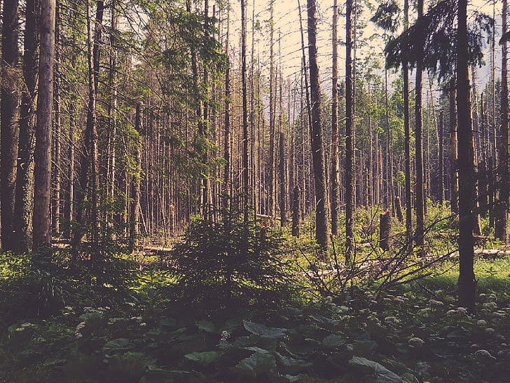 pohon hijau, Polandia, pembukaan hutan, Wallpaper HD