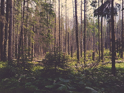 zieleń drzew, Polska, polana leśna, Tapety HD HD wallpaper