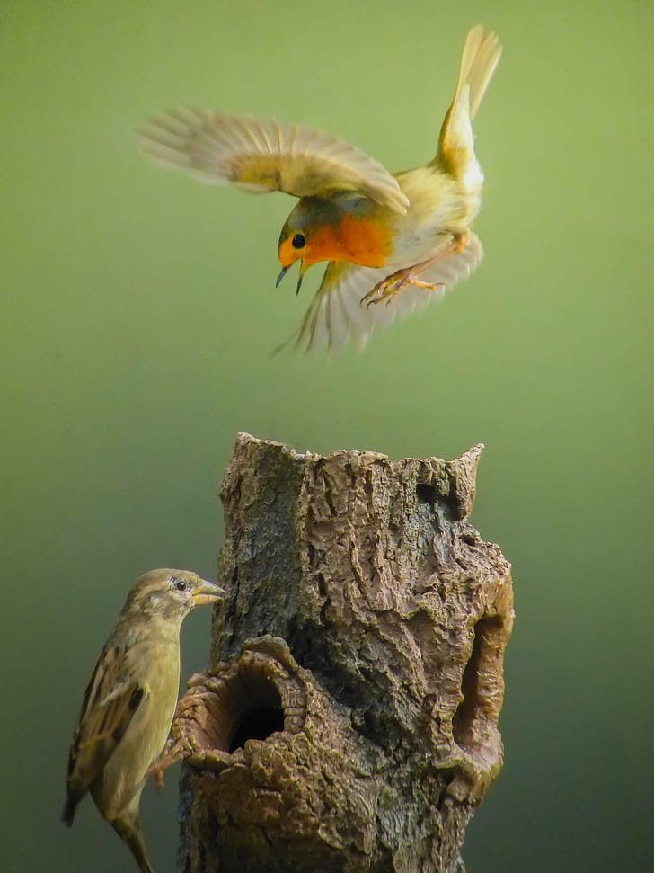 Chipping Sparrow and European Robin, robin, Angry, Chipping Sparrow, European Robin, birds, attack, action, bird, animal, nature, wildlife, beak, feather, HD wallpaper
