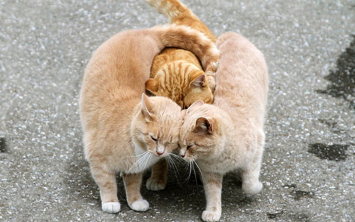 три оранжевые кошки с короткой шерстью, ФОН, ЦВЕТ, ВЛИЯНИЕ, ТРИО, АСФАЛЬТ, КРАСНЫЙ, Нежность, Мур), HD обои
