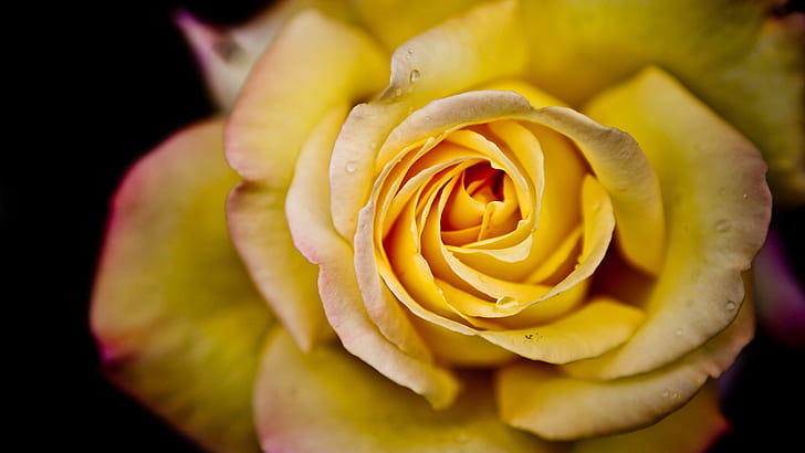 fiori, rosa, rose gialle, primo piano, profondità di campo, Sfondo HD