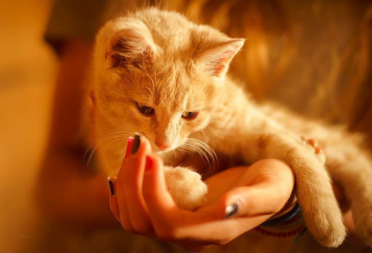 cat, hands, painted nails, animals, HD wallpaper