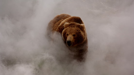 Niedźwiedź grizzly, niedźwiedzie, dym, kurz, dzika przyroda, mgła, niedźwiedzie grizzly, zwierzęta, przyroda, Tapety HD HD wallpaper