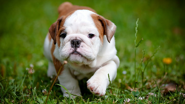 petit chien à poil court marron et blanc marchant sur une pelouse verte, bulldog, chiot, 4k, Fond d'écran HD