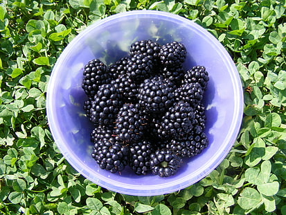 black raspberries, blackberry, berry, plate, ripe, HD wallpaper HD wallpaper