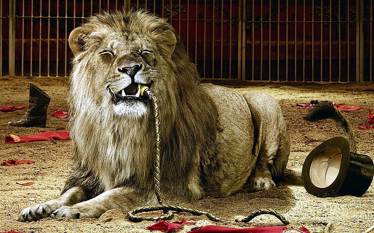 สิงโตสีน้ำตาลสิงโตกรงละครสัตว์การรับประทานอาหารหมวกทรงสูงแส้อารมณ์ขันมืด, วอลล์เปเปอร์ HD