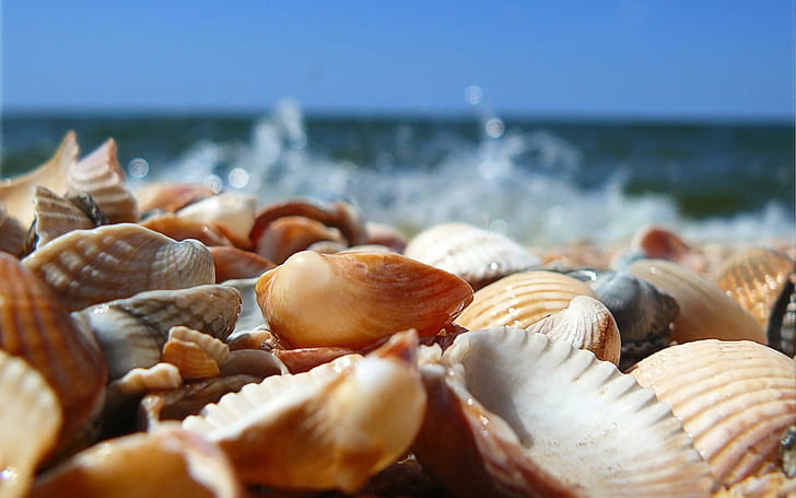 Shells on Beach, beach, nature, shells, HD wallpaper
