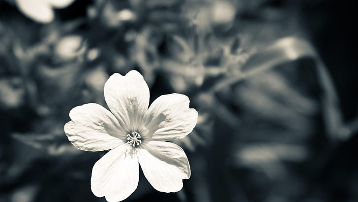 flower, white flower, black and white, monochrome photography, photography, close up, petal, monochrome, blossom, macro photography, HD wallpaper