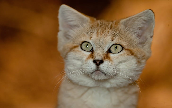 Kot piaskowy, Tapety HD